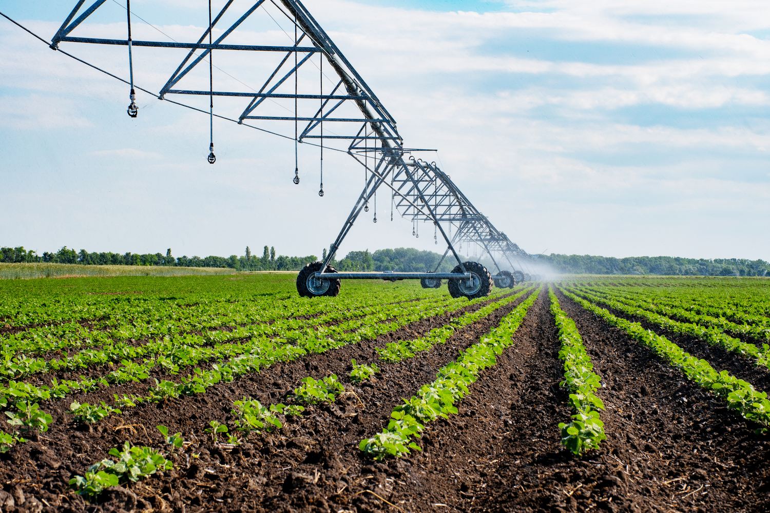 Pivot irrigating rows of young crops
