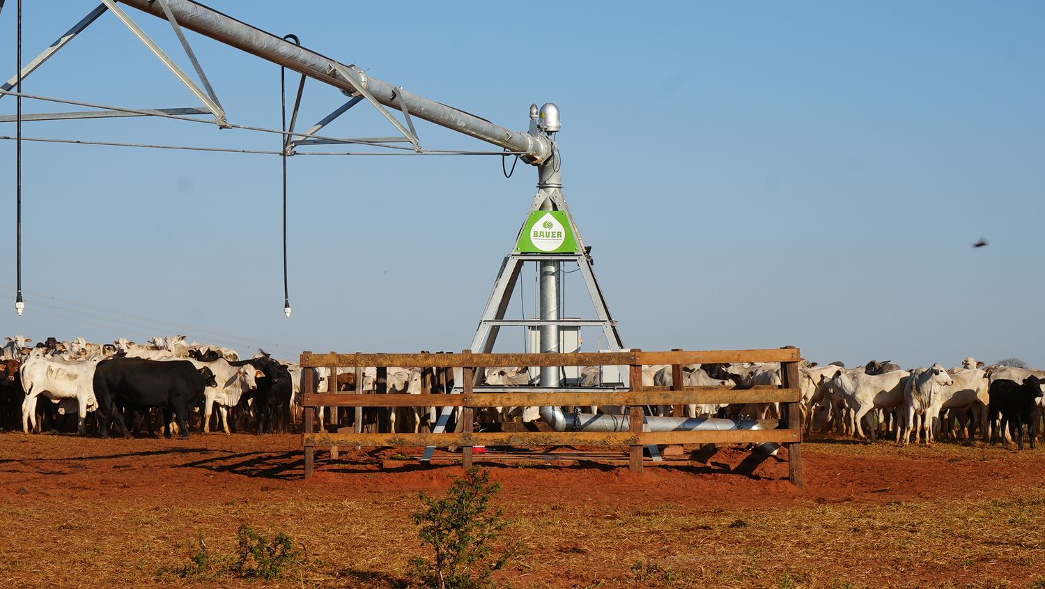Livestock beside an irrigation machine