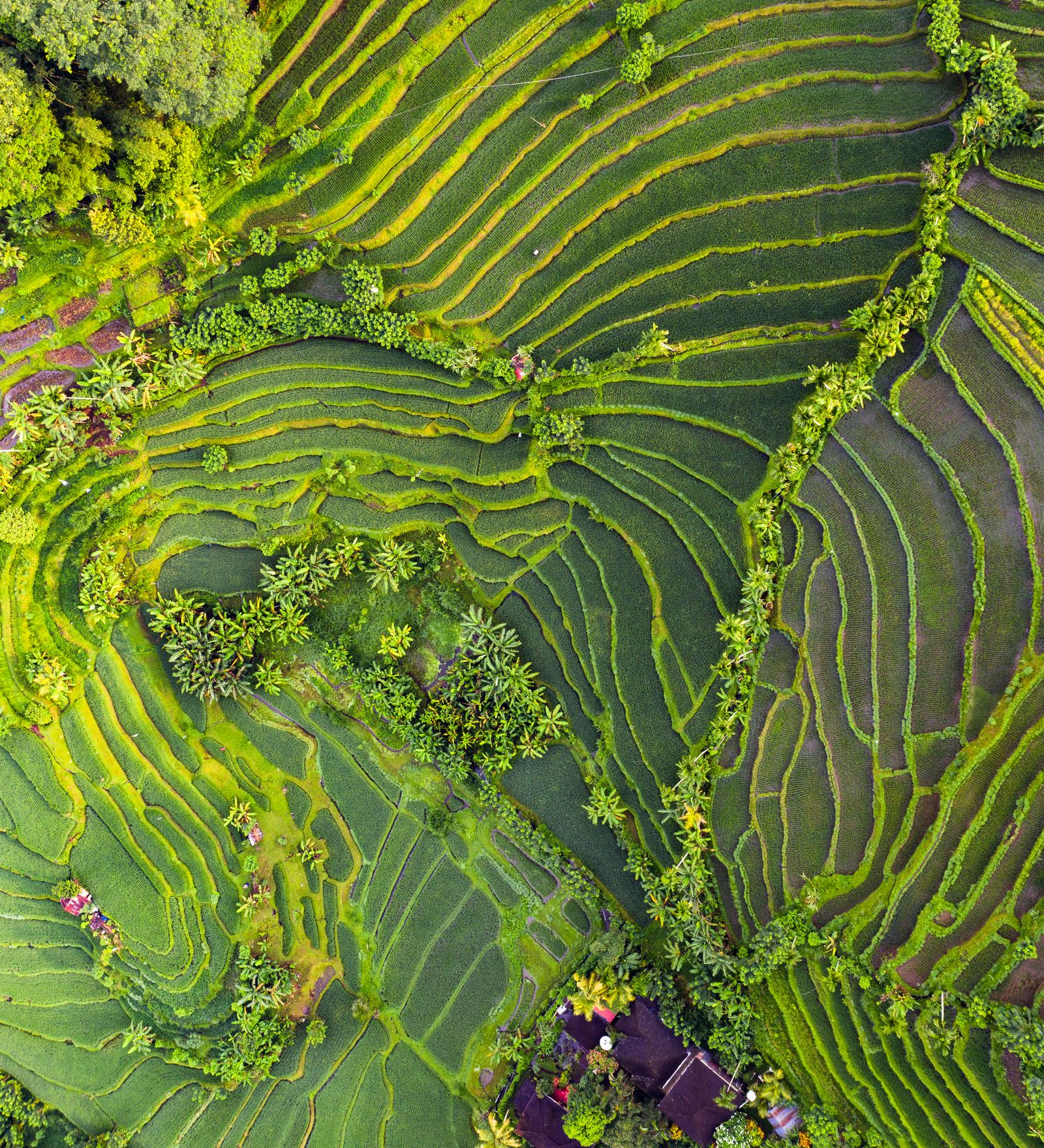 Rice terraces, Indonesia